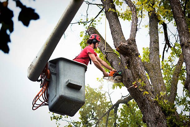 How Our Tree Care Process Works  in Barrington Hills, IL